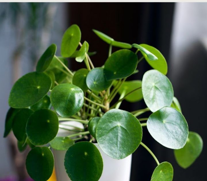 Ufopflanze Pilea vermehren mit Ablegern + 5 super Infos zur Pflege