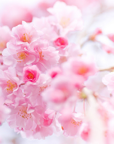 Catatan dan Sebagainya Bunga  Sakura 