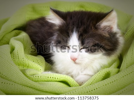 Cute kitten sleeping in green  blanket - stock photo