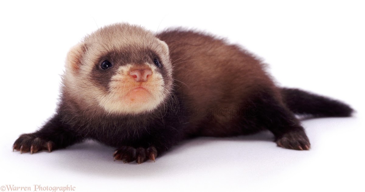 Vivendo Damusica: WP04339 Baby polecat ferret hob , 6 weeks old