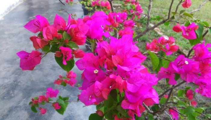 30 Gambar Bunga Terindah dan Tercantik di Dunia Lengkap 30 Gambar Bunga Terindah dan Tercantik di Dunia Lengkap