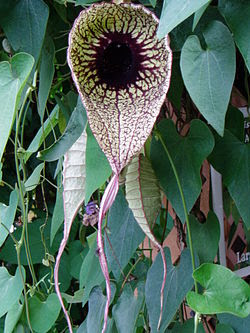 http://upload.wikimedia.org/wikipedia/commons/thumb/e/e0/Aristolochia_grandiflora.jpg/250px-Aristolochia_grandiflora.jpg