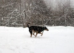 Tut_snow11809