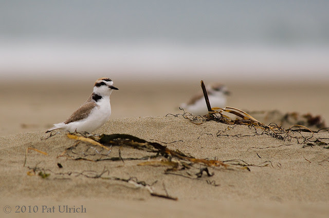 Plovers on the beach