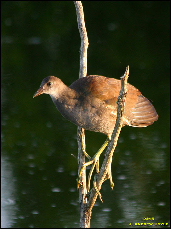Common Gallinule Common Gallinule