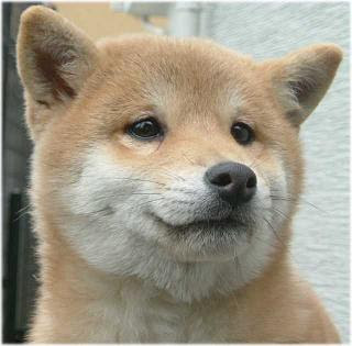 驚くばかり動物 画像 かわいい 犬 無料イラスト集