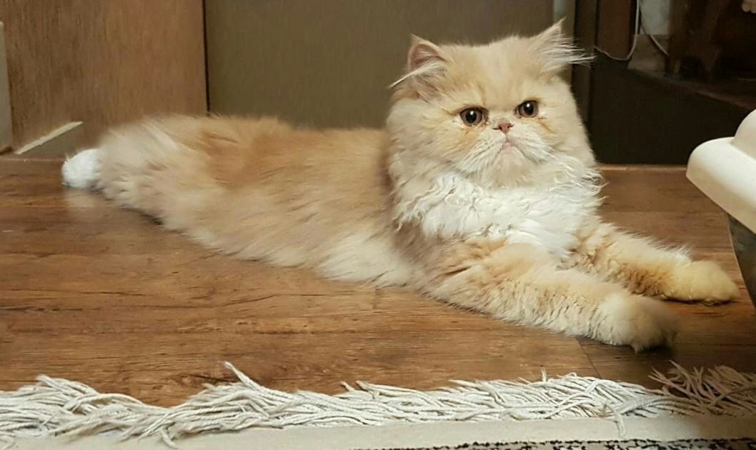 Do Teacup Persian Cats Shed