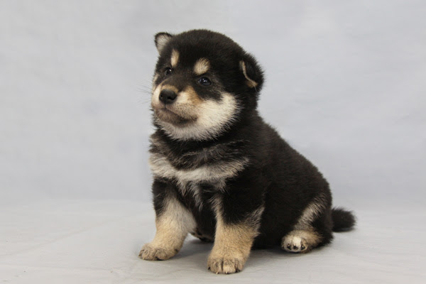 50 素晴らしい柴犬 子犬 黒 柴 かわいい 全イラスト集