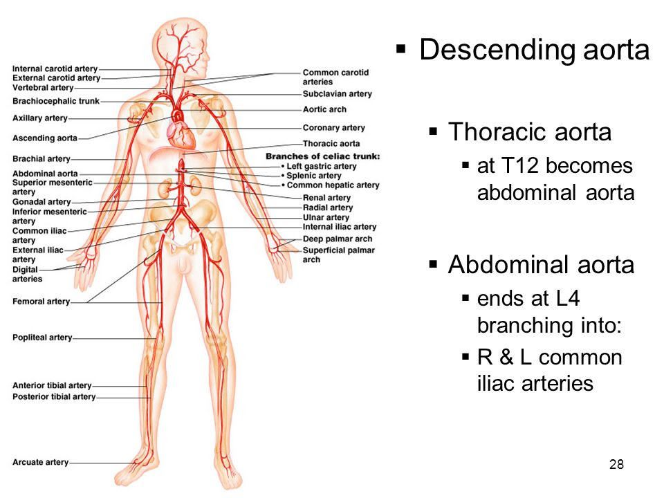 Anatomy Of The Thoracic Aorta And Of Its Branches Human Body