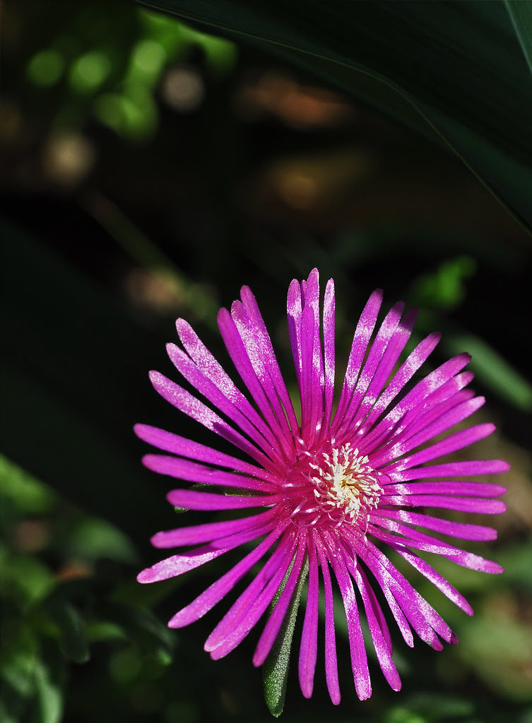 Delosperma cooperi