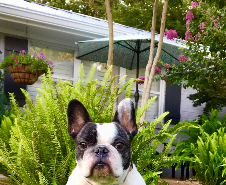49 Best Pictures French Bulldog Rescue Georgia : French Bulldog Rescue Network :: Gizmo | alfheimr84
