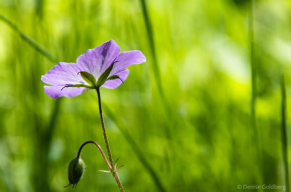 tiny flower in lavender