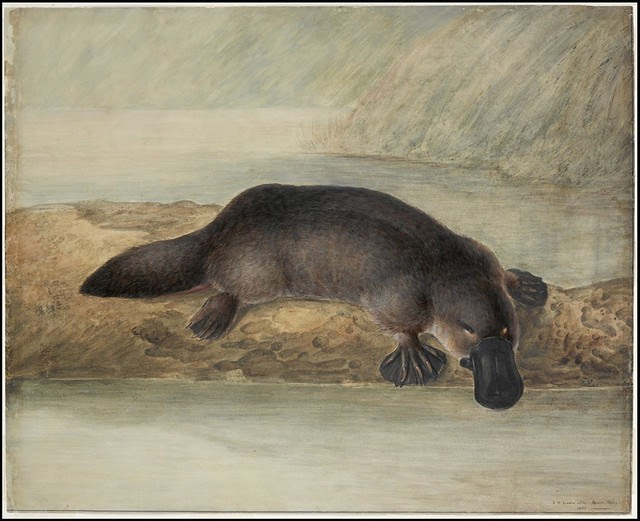 Platypus 1810