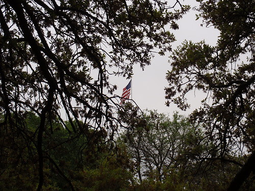 Flag and Trees