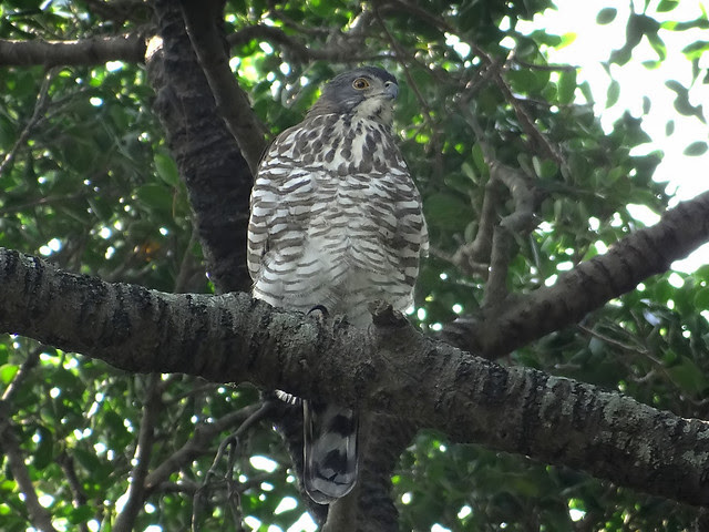 鳳頭蒼鷹/無限台南
