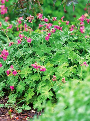 gardening ideas in tamil - Tips for setting an organic vegetable garden