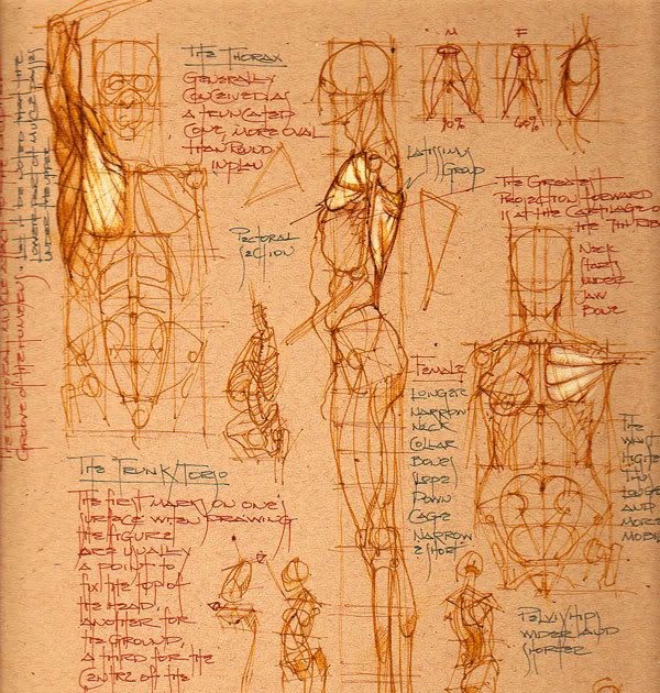 [PDF] Drawing Human Anatomy - Free Download and Read Ebook Ellicopterr
