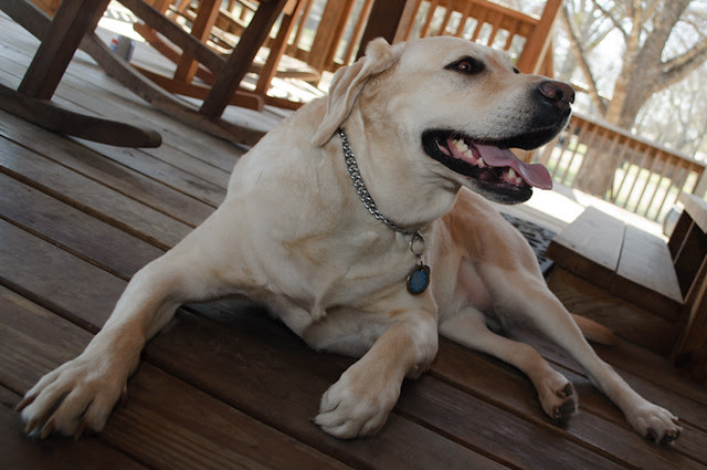 Egypt laying on her side on a wooden porch with her front legs facing the camera and everything else, face and back legs, facing the ride side of the frame. She has her mouth wide open and her tongue sticking out in a nice wide smile