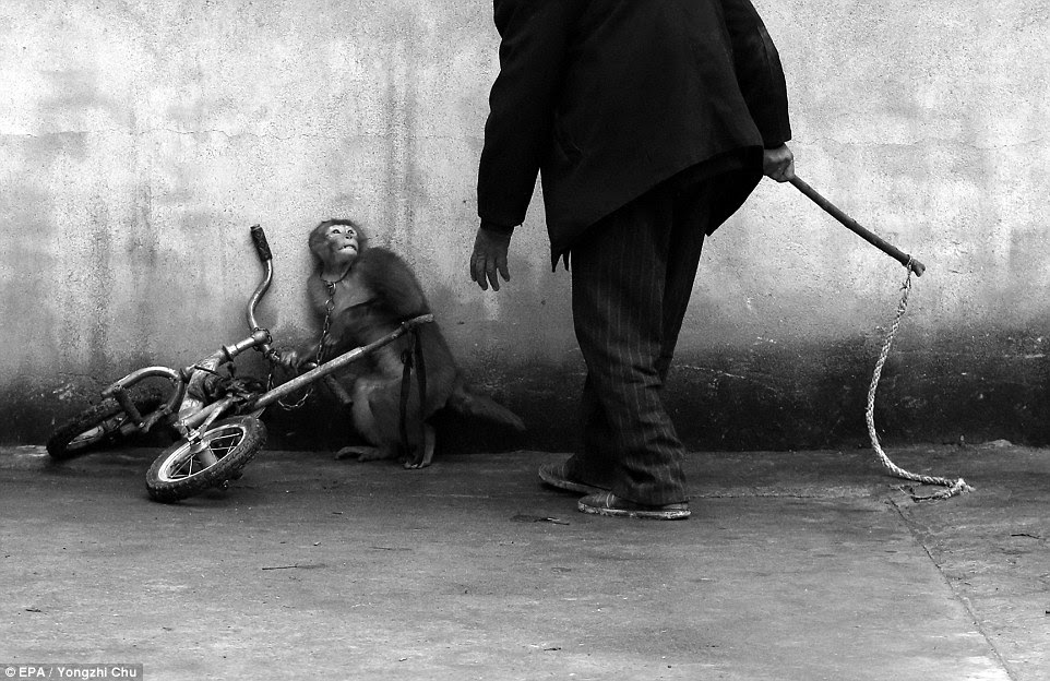 Monkey Training for a Circus by Chinese photographer Yongzhi Chu: The winner of the nature category shows a monkey being trained for circus in Suzhou, Anhui Province. The town is considered the home of the Chinese circus with more than 300 troupes 