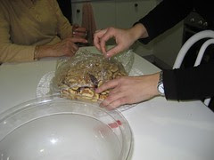 BIZCOCHO TORTUGA GERTRUDIS