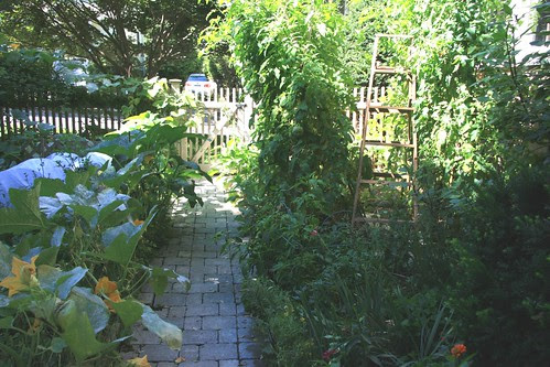too tall tomatoes