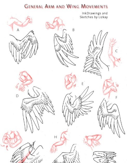 Angel Wings Drawing Reference - Carinewbi