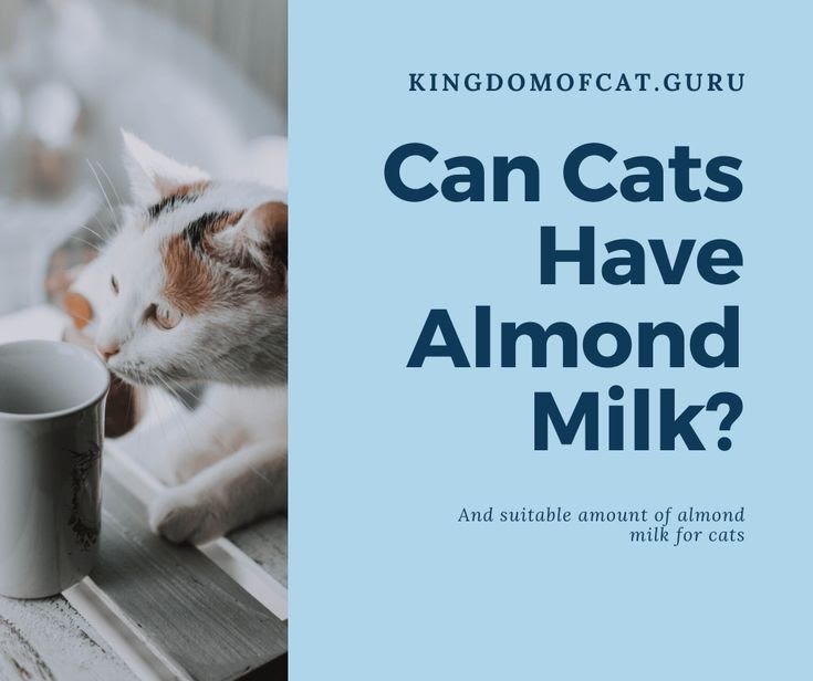 Can Cats Have Almond Milk Good Food Clinic