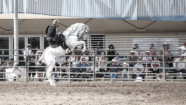 Andalusian