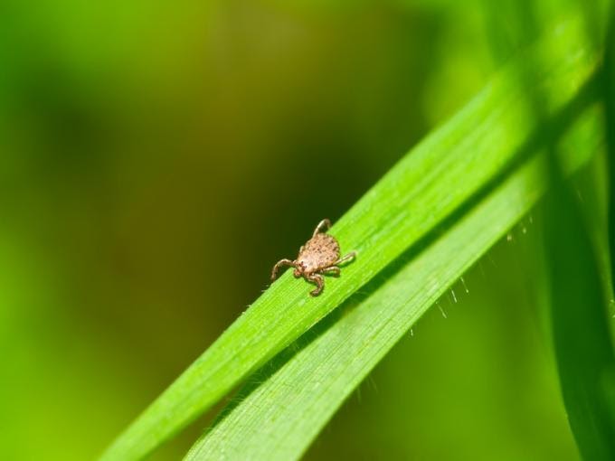 22+ nett Bilder Kleine Fliegen Im Garten Fliegende