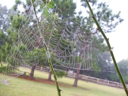 Plot, the spider web of story