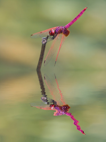 crimson dropwing dragonfly Trithemis aurora  reflection