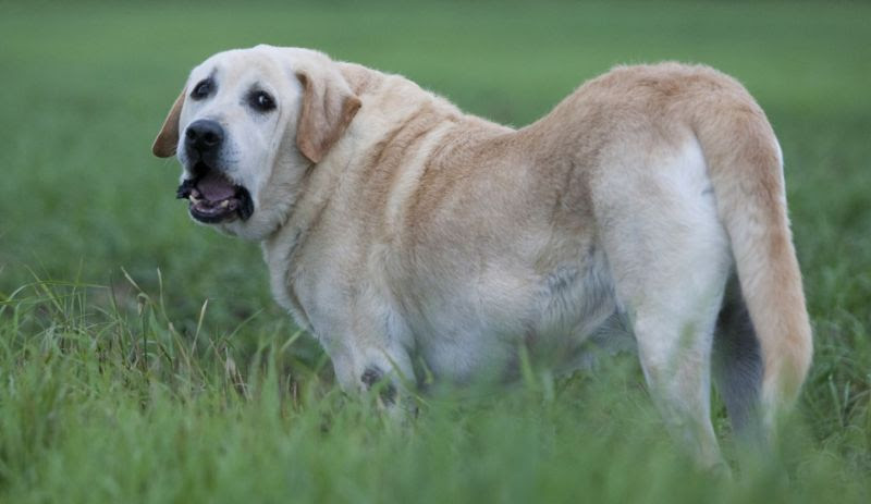 owalo design Herzinsuffizienz Bei Hunden