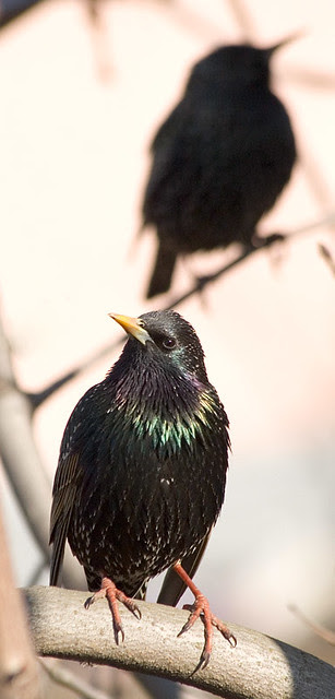 Starlings