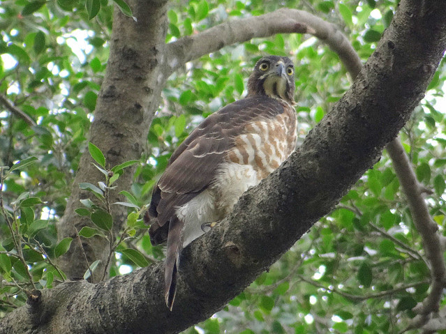 鳳頭蒼鷹/無限台南