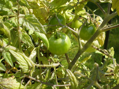 Tomato basket