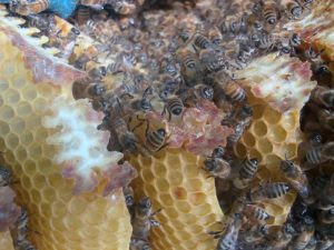 Beekeeping