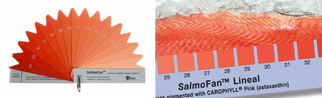 Así tiñen los salmones de granja para que su carne se vea rosa, no gris