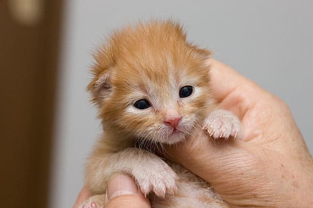 すべてのカタログ 心に強く訴える 子猫 お腹 パンパン