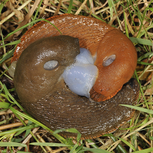 YinYangSlugs