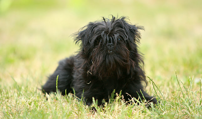 Affenpinscher Breed Information Affenpinscher Breed Information