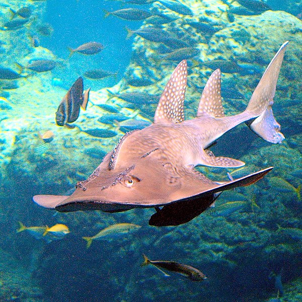 Dangerous water Animals: unusual marine animals