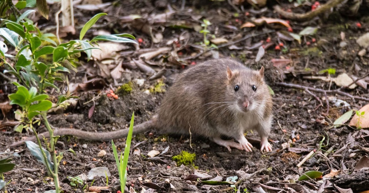 Ratten Im Garten Löcher Dagmar Ludwig Kampft Gegen