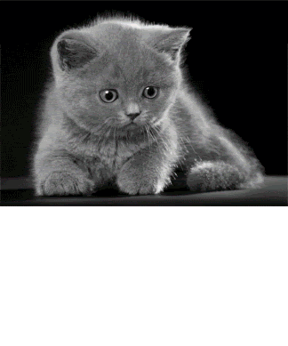 gif kucing lucu Pictures, Images and Photos