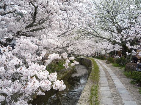 One day in Kyoto One day city tour One day in Kyoto One day city tour