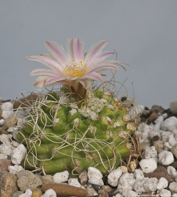 Turbinicarpus pseudomacrochele ssp. krainzianus var. sphacellatus ex Frank