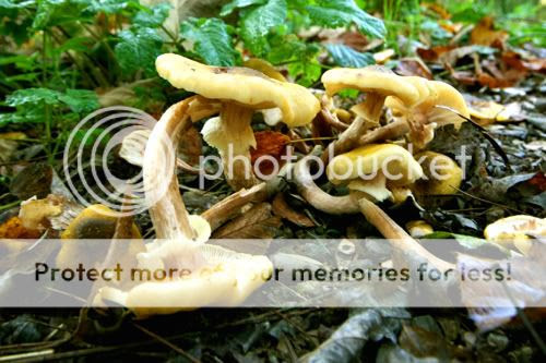 mushrooms or toadstools