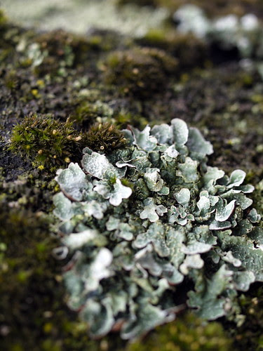 Moss and Lichen