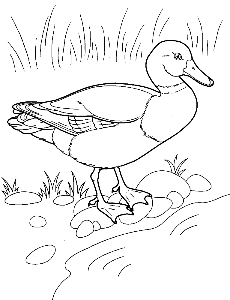 Download 333+ Pato Printable Coloring Pages PNG PDF File