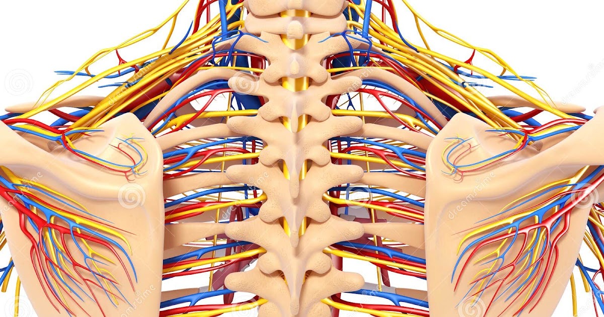 Male Anatomy Diagram Back View : Human stomach anatomy male | Human