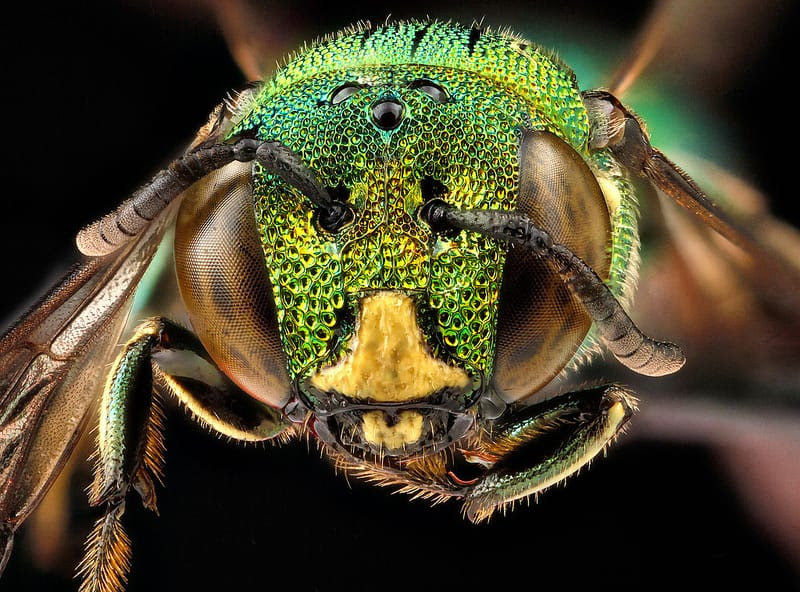 Macro Bee Portraits by Sam Droege and the USGS Bee Inventory and Monitoring Lab Macro Bee Portraits by Sam Droege and the USGS Bee Inventory and Monitoring Lab macro insects bees